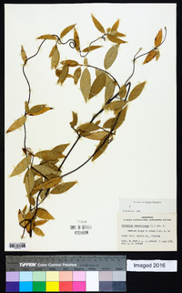 Gelsemium sempervirens image