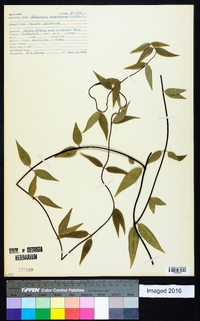 Gelsemium sempervirens image