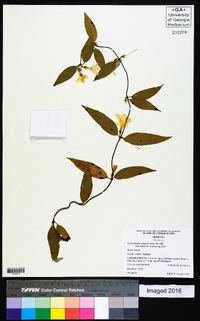 Gelsemium sempervirens image