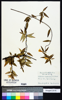 Gelsemium sempervirens image