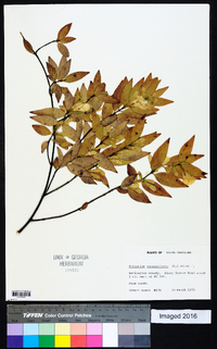 Gelsemium sempervirens image