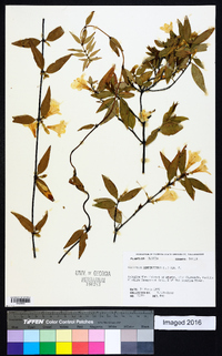 Gelsemium sempervirens image