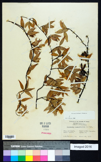 Gelsemium sempervirens image