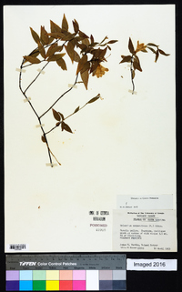 Gelsemium sempervirens image