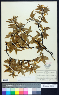 Gelsemium sempervirens image