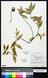 Gelsemium sempervirens image