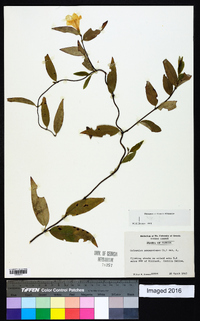 Gelsemium sempervirens image