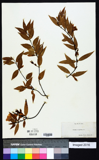 Gelsemium sempervirens image