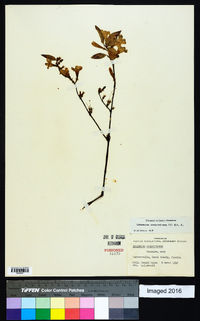 Gelsemium sempervirens image