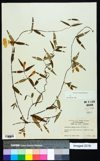 Gelsemium sempervirens image