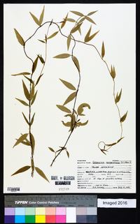 Gelsemium sempervirens image