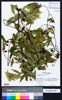 Gelsemium sempervirens image