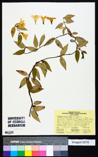 Gelsemium sempervirens image