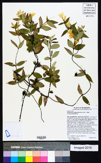 Gelsemium sempervirens image