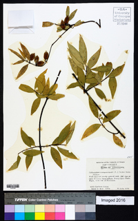 Gelsemium sempervirens image