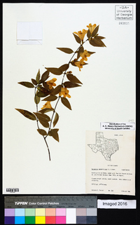 Gelsemium sempervirens image