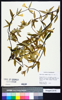 Gelsemium sempervirens image