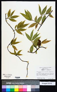 Gelsemium sempervirens image