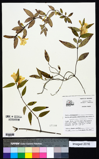 Gelsemium sempervirens image