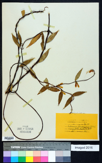 Gelsemium sempervirens image