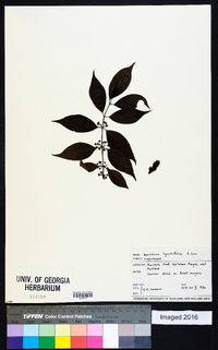 Geniostoma ligustrifolium image