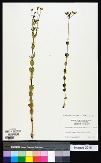 Mitreola sessilifolia image