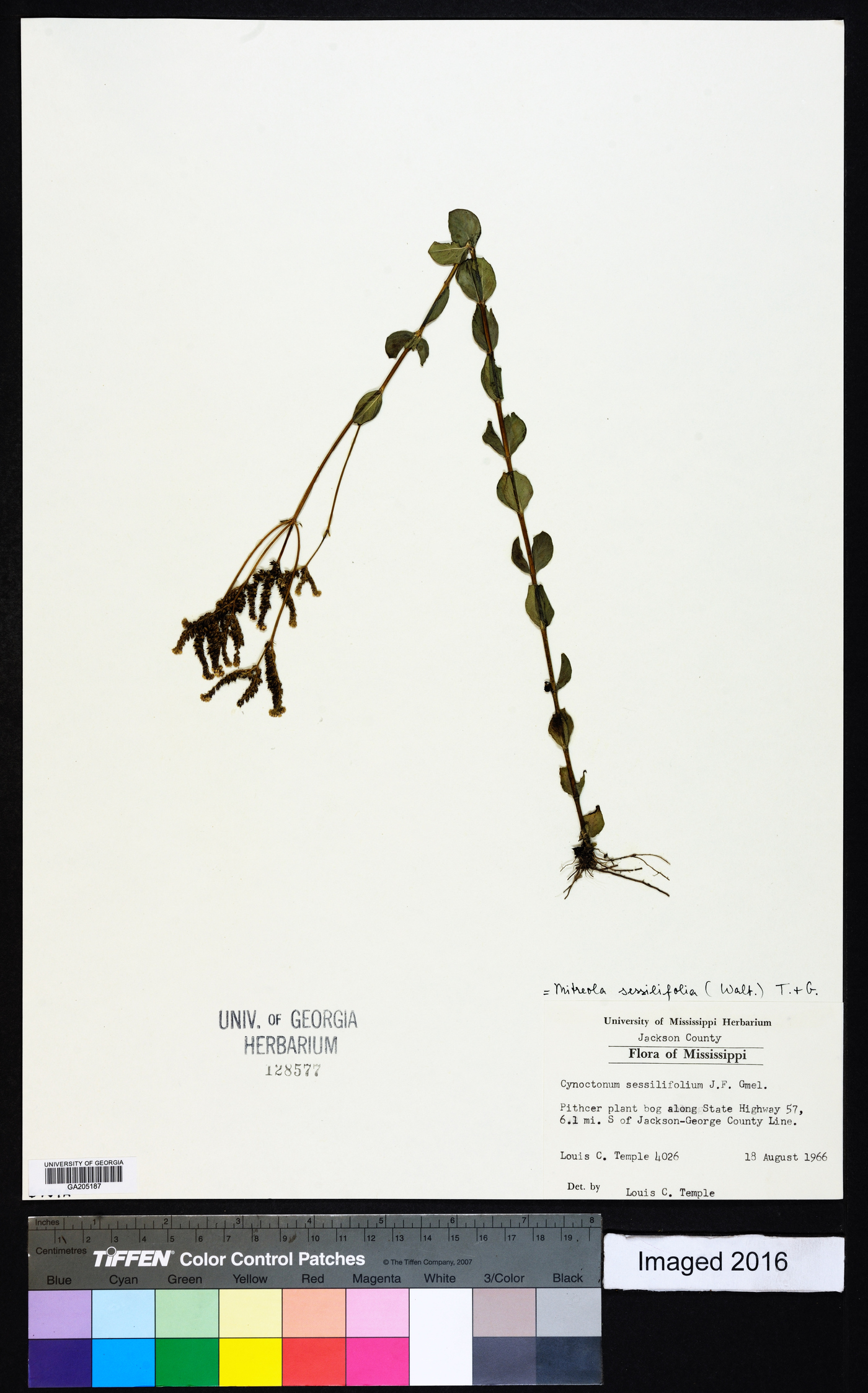 Mitreola sessilifolia image