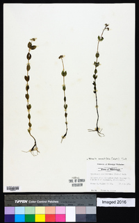 Mitreola sessilifolia image