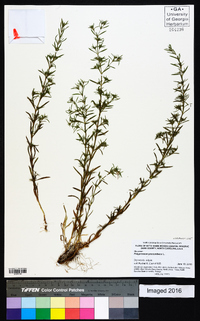 Polypremum procumbens image