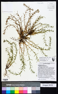 Polypremum procumbens image