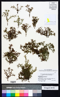 Polypremum procumbens image