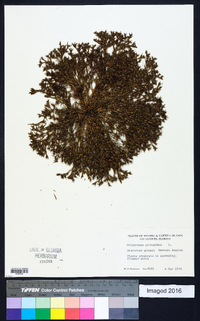 Polypremum procumbens image