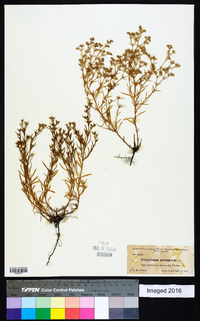 Polypremum procumbens image