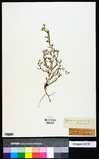 Polypremum procumbens image