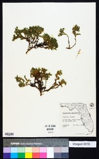 Polypremum procumbens image