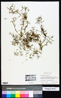 Polypremum procumbens image