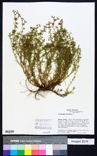 Polypremum procumbens image