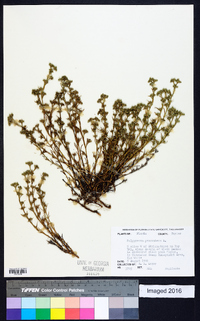 Polypremum procumbens image