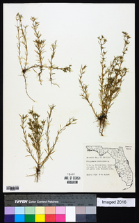 Polypremum procumbens image