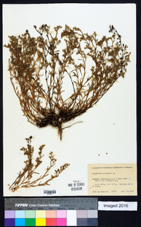 Polypremum procumbens image