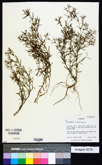 Polypremum procumbens image