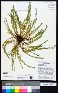 Polypremum procumbens image