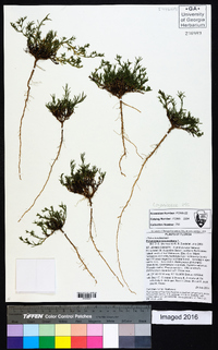 Polypremum procumbens image