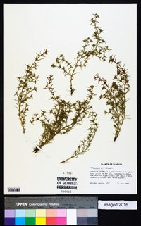 Polypremum procumbens image