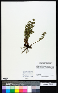 Polypremum procumbens image