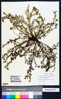 Polypremum procumbens image