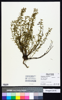 Polypremum procumbens image