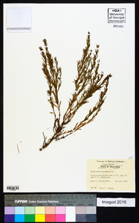 Polypremum procumbens image