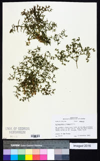 Polypremum procumbens image