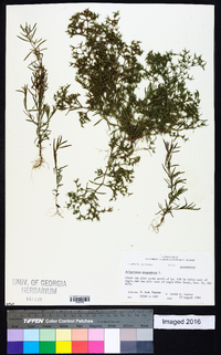 Polypremum procumbens image